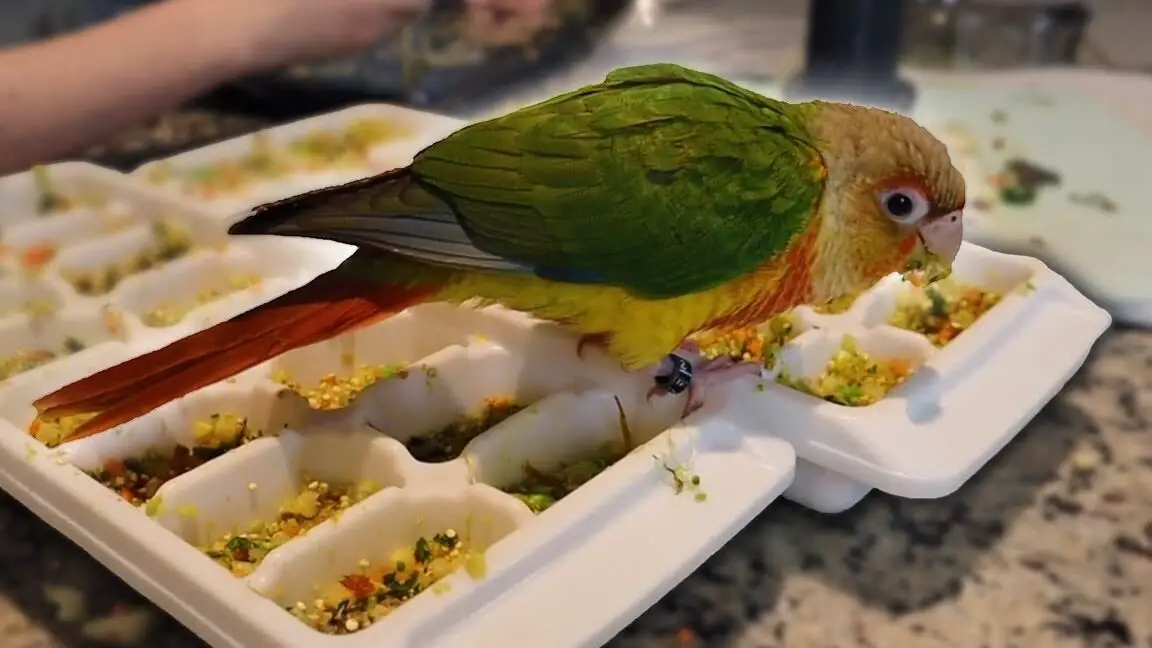 ¡El desayuno MÁS SALUDABLE para una cotorra de mejillas verdes!