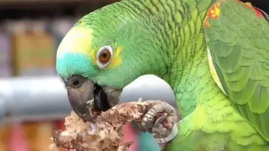 ¿Pueden los loros comer nueces?