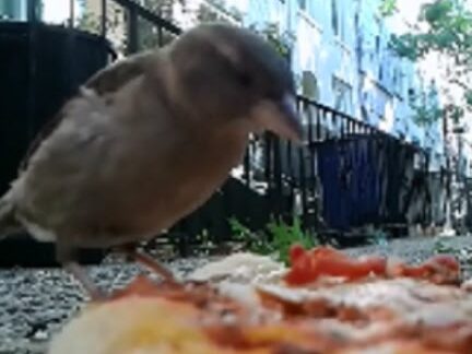 Efecto de sonido: pájaros comiendo pizza