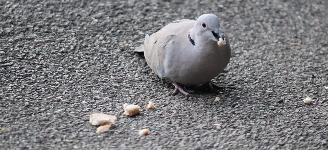 Alimento para aves silvestres del valle de Ivel |