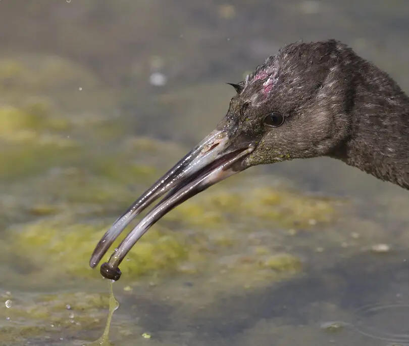 De todos modos, ¿qué están comiendo esos pájaros?
