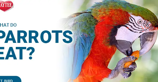 Zanahorias para loros: todo lo que necesitas saber: ¡la mejor comida para pájaros!