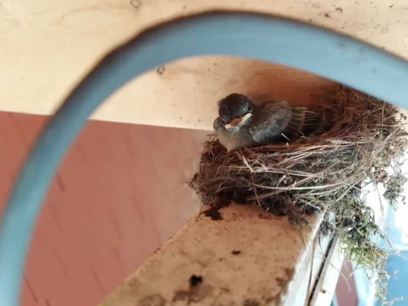 Qué hacer si encuentras un nido de pájaro en tu casa - Gulo in Nature