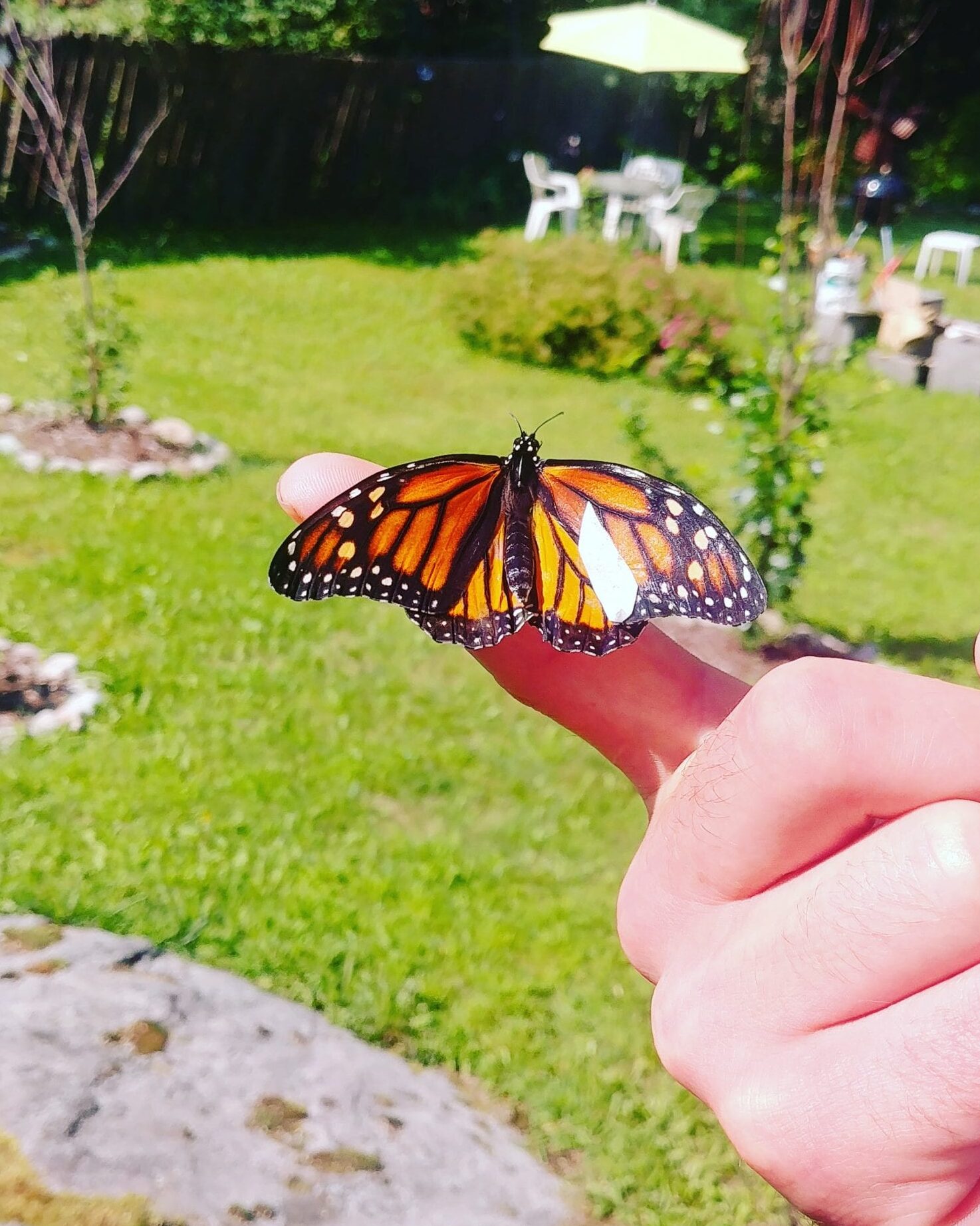 Winged With Hope: Arreglando alas rotas de monarca - - El Adirondack...