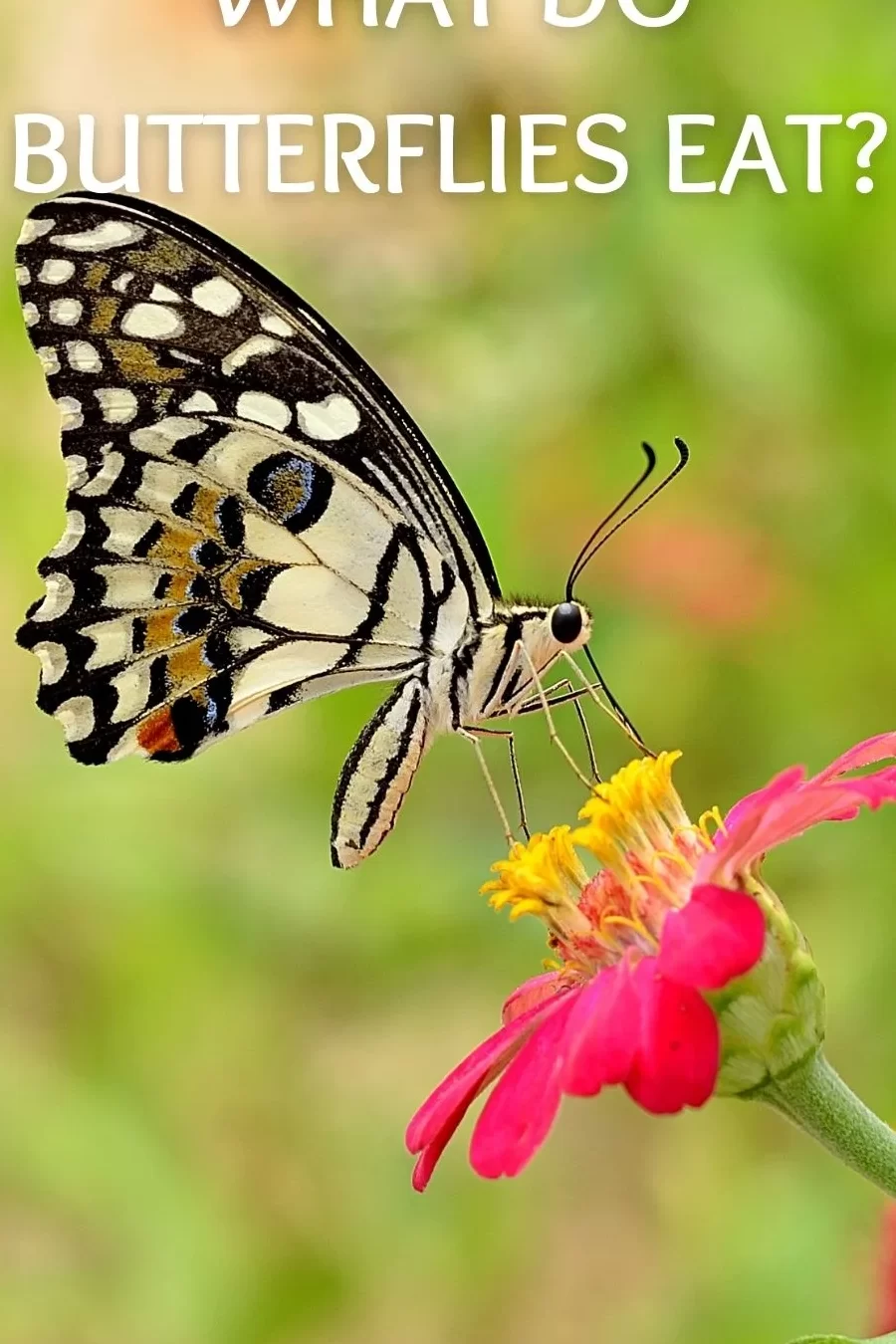 ¿Qué comen las mariposas?