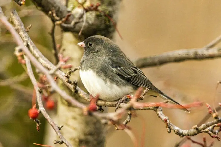 ¿Qué comen los juncos de ojos oscuros?