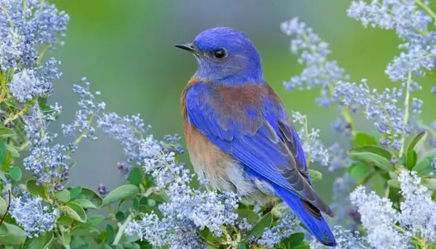 ¿Los pájaros azules comen maní?