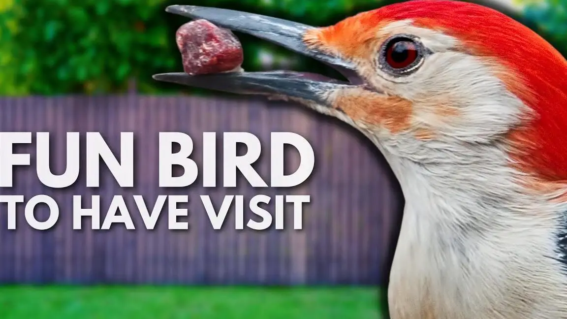 Atraiga fácilmente al pájaro carpintero de vientre rojo con estos sencillos consejos