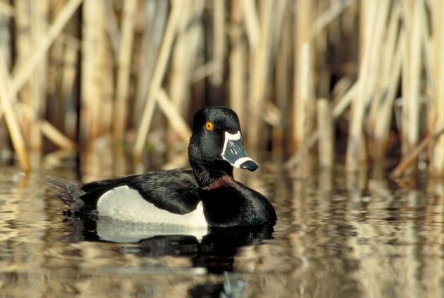 ID de pato: 10 especies comunes - Semana de migración DUC