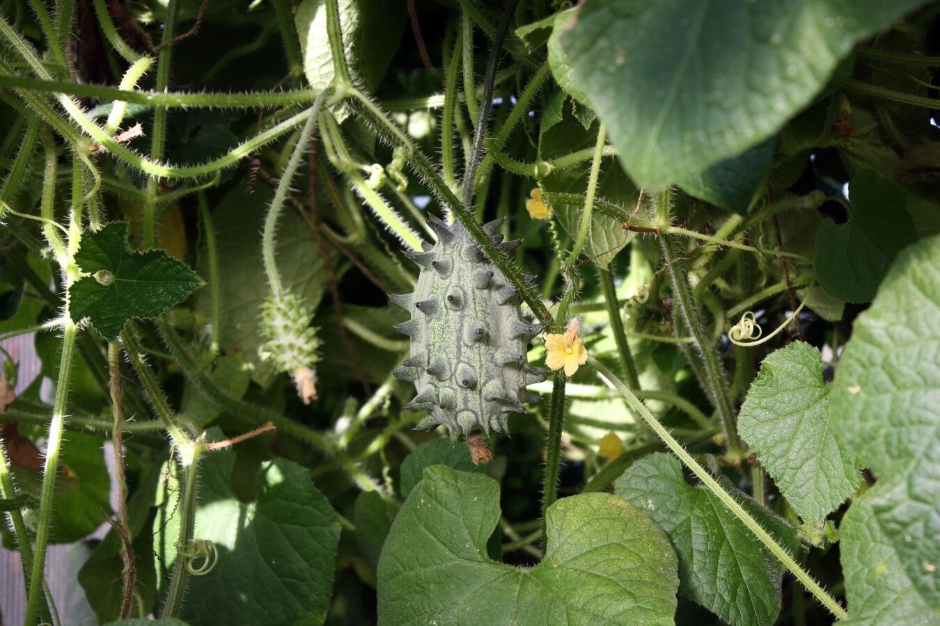 Kiwano: planta, cosecha y disfruta del melón cornudo - Plantura