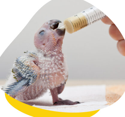 Cómo entregar aves de compañía traseras (alimentación, destete y alojamiento)