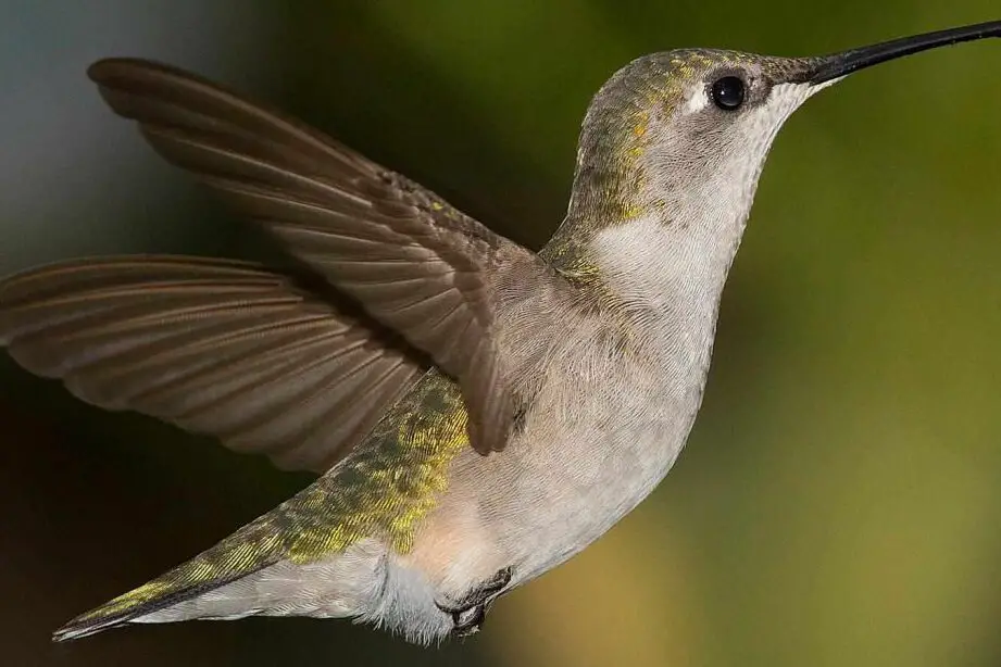5 formas de ayudar a los colibríes durante su migración de otoño |