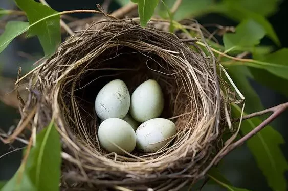 ¿Qué tamaño tiene un huevo de colibrí en el nido?