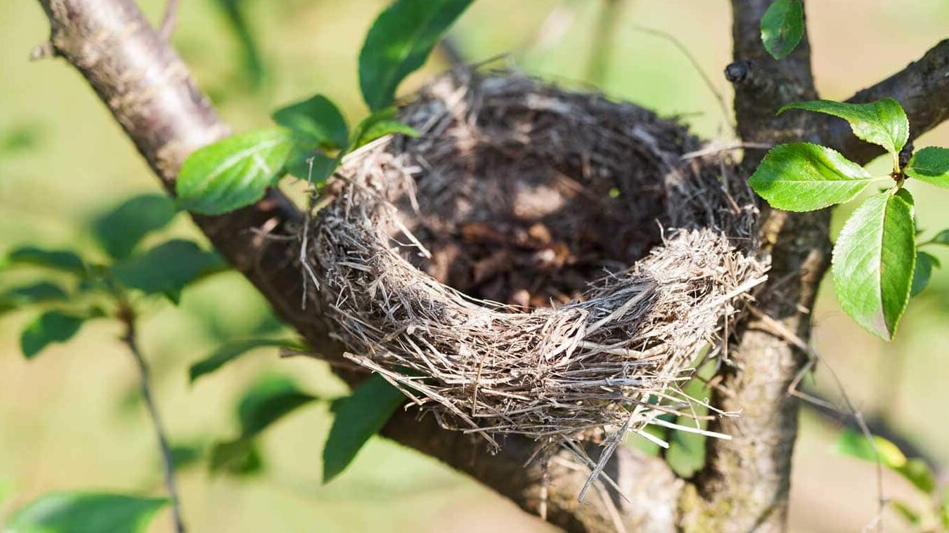 Cómo deshacerse correctamente de un nido de pájaro
