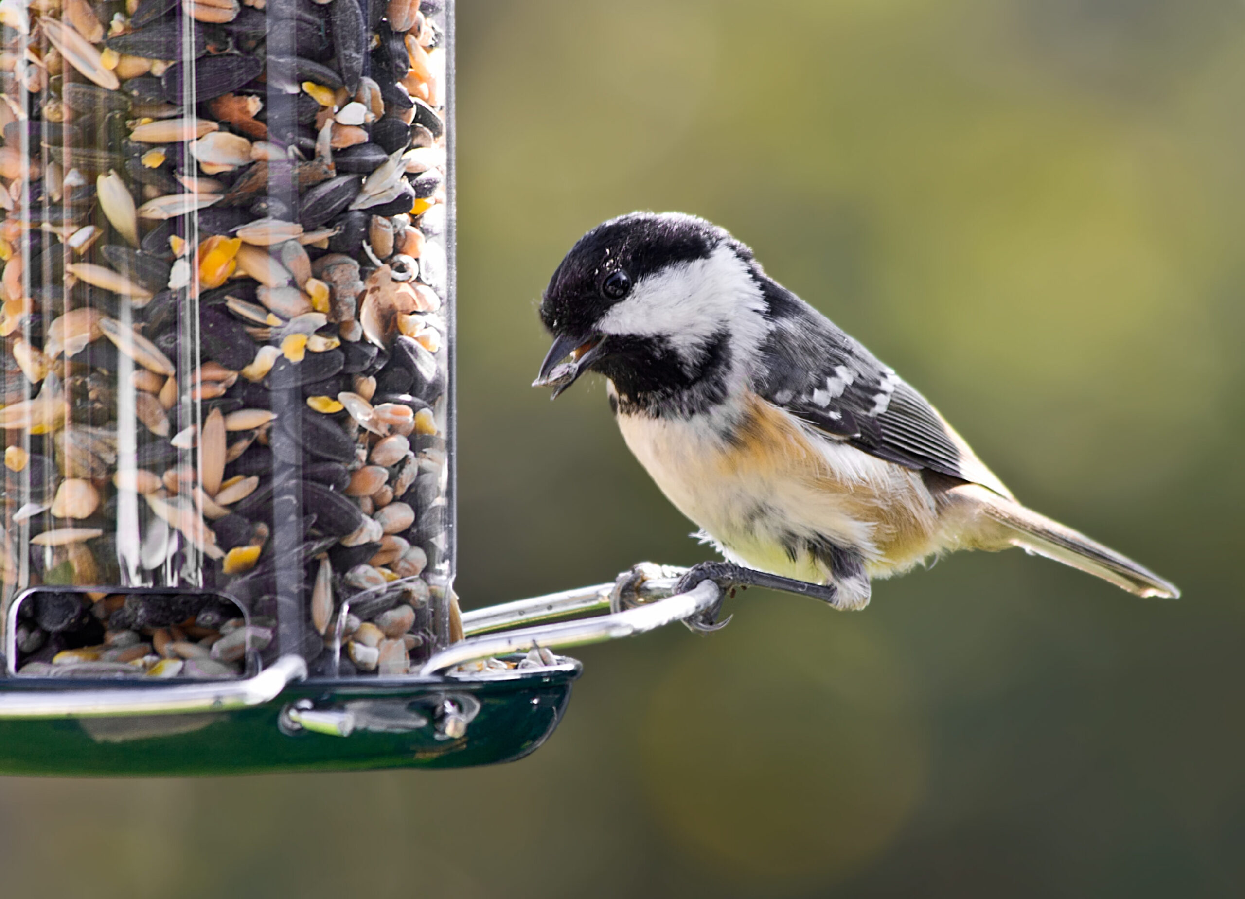 Los mejores comederos para pájaros de jardín: atrae pájaros a tu jardín - Descubre...
