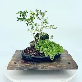 Serissa Japonica 'Snow Rose' - Planta en maceta - Plantas rodadoras