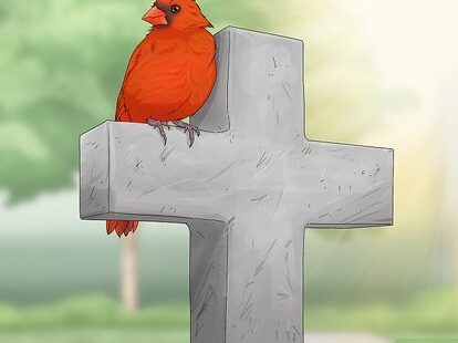 ¿Por qué los cardenales representan a los seres queridos perdidos?