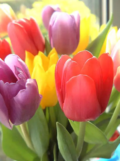 Significados del color del tulipán |