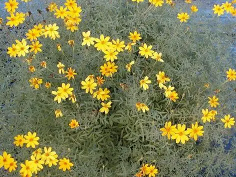 Tagetes lemmonii |
