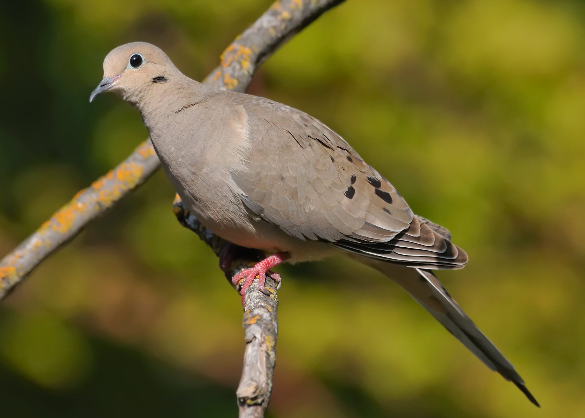 Conozca a la paloma huilota - Sociedad Audubon de Sacramento