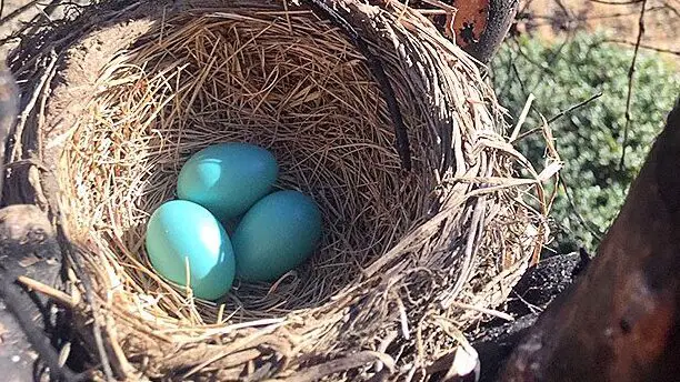 Nueva década ve los primeros huevos de Robin en la historia de Nestwatch |