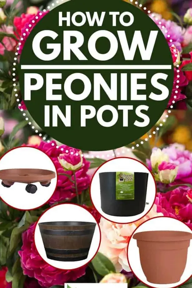 Cómo cultivar peonías en macetas