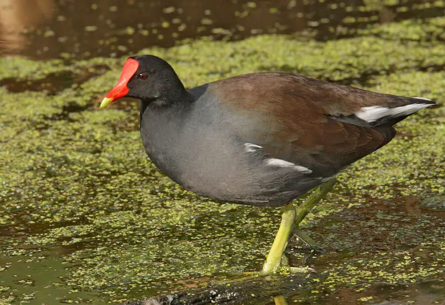 Gallinulep común