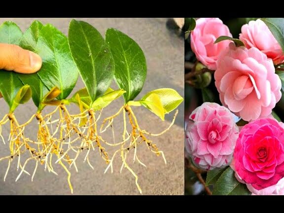 Una guía para principiantes para cultivar un arbusto de camelia Cómo cultivar plantas de camelia a partir de hojas individuales