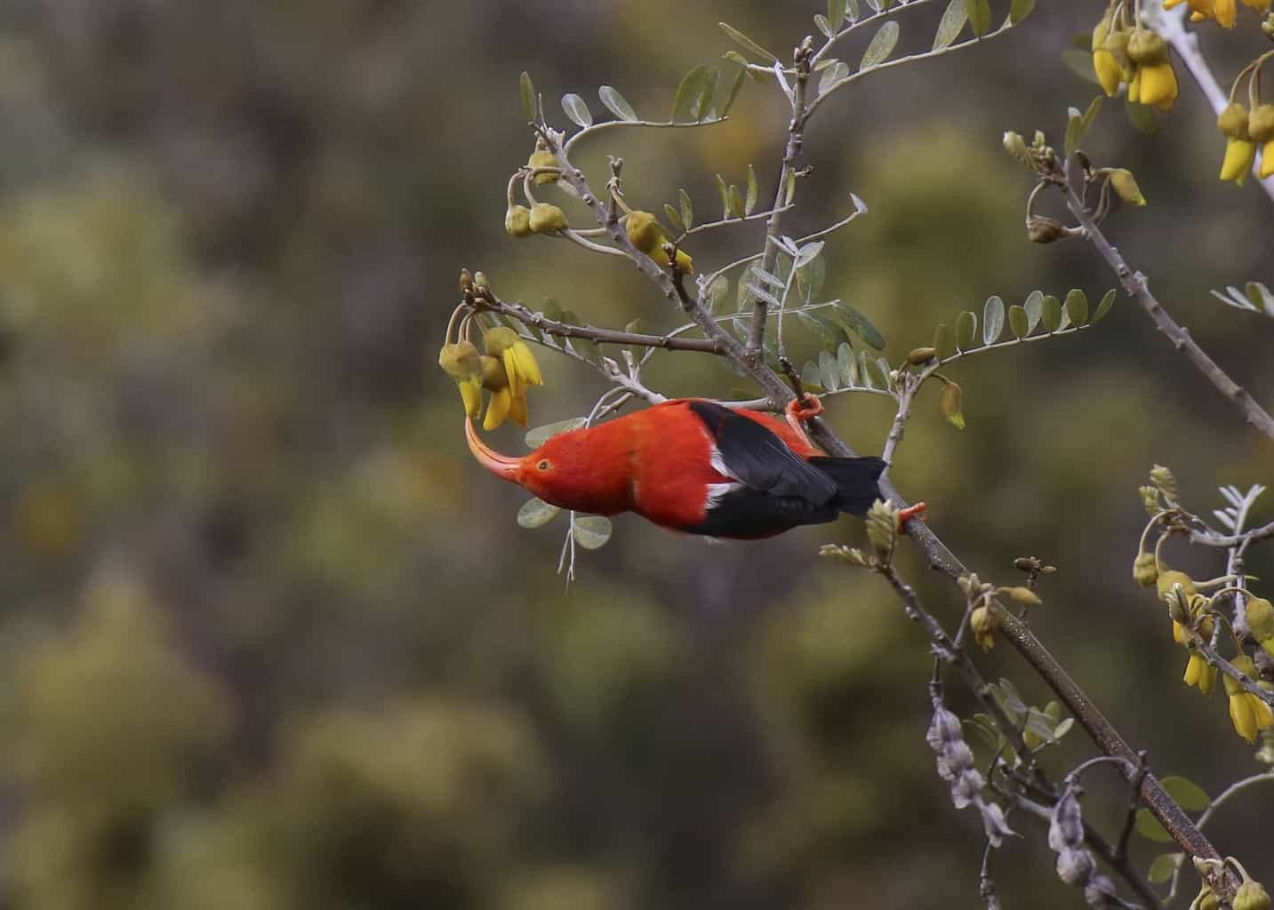 ¡3 pájaros que parecen colibríes y una polilla!