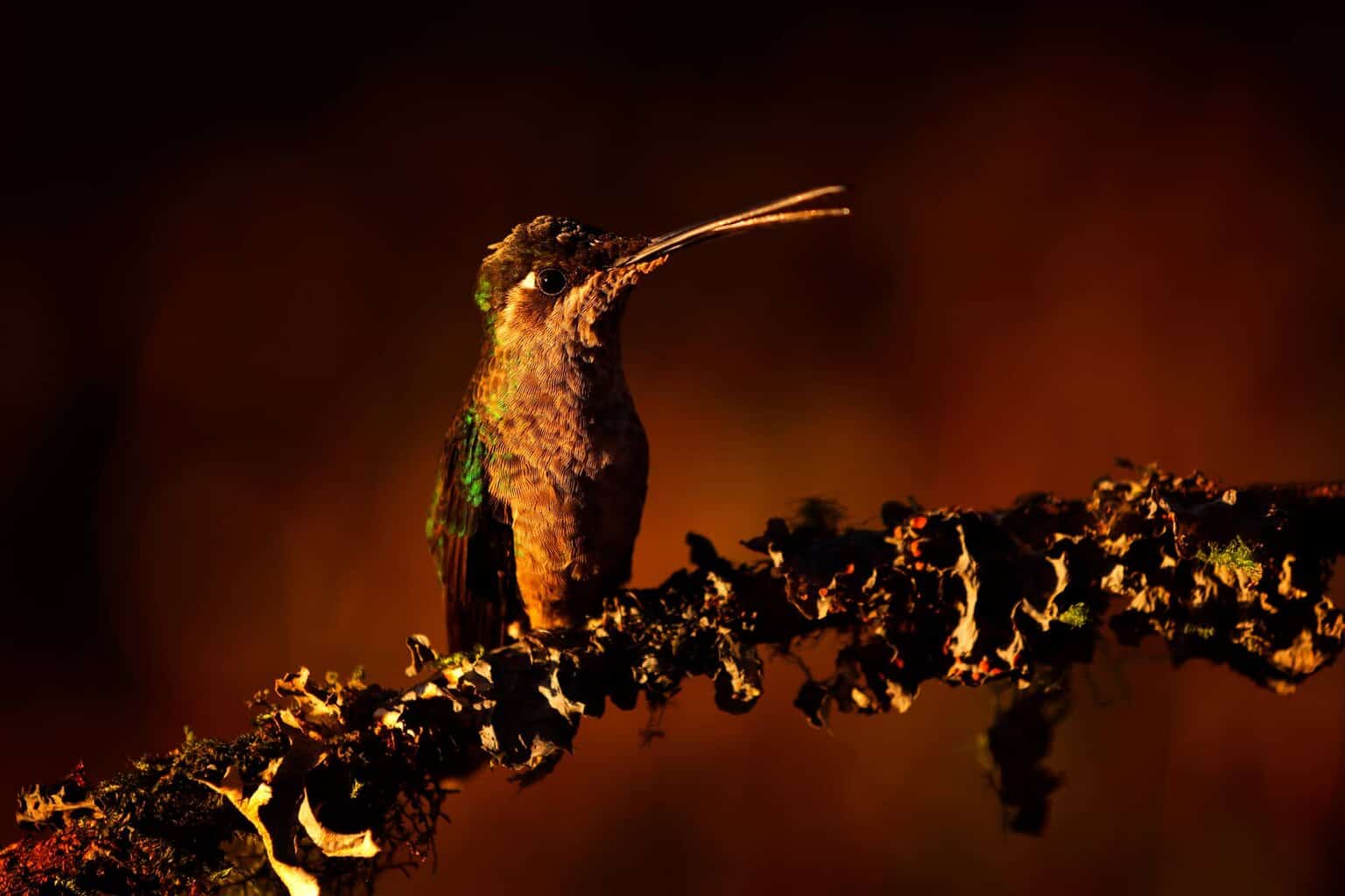 ¿A dónde van los colibríes por la noche? Además de algunos hechos asombrosos!