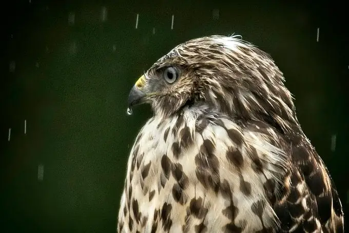¿A dónde van los pájaros cuando llueve?