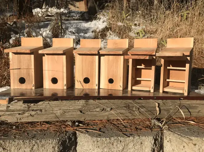 ¿A dónde van los pájaros cuando llueve?