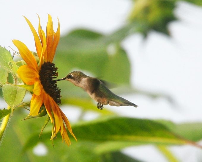¿A los colibríes les gustan los girasoles? – Aves y Flores