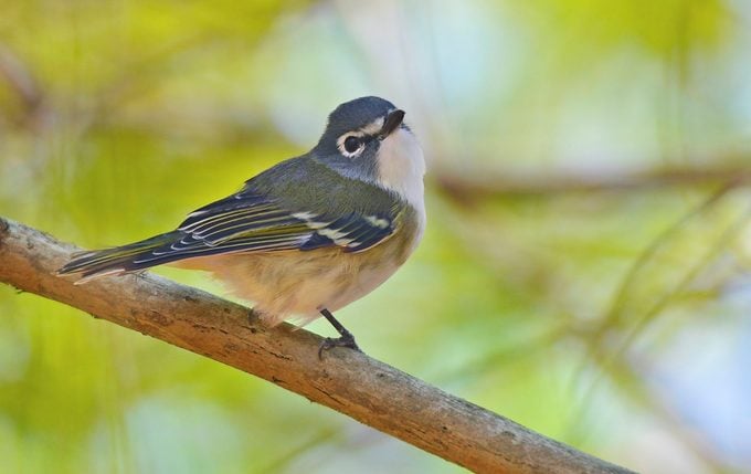 ¿Cómo obtienen los pájaros sus nombres? (Y nuestros apodos de aves favoritos)