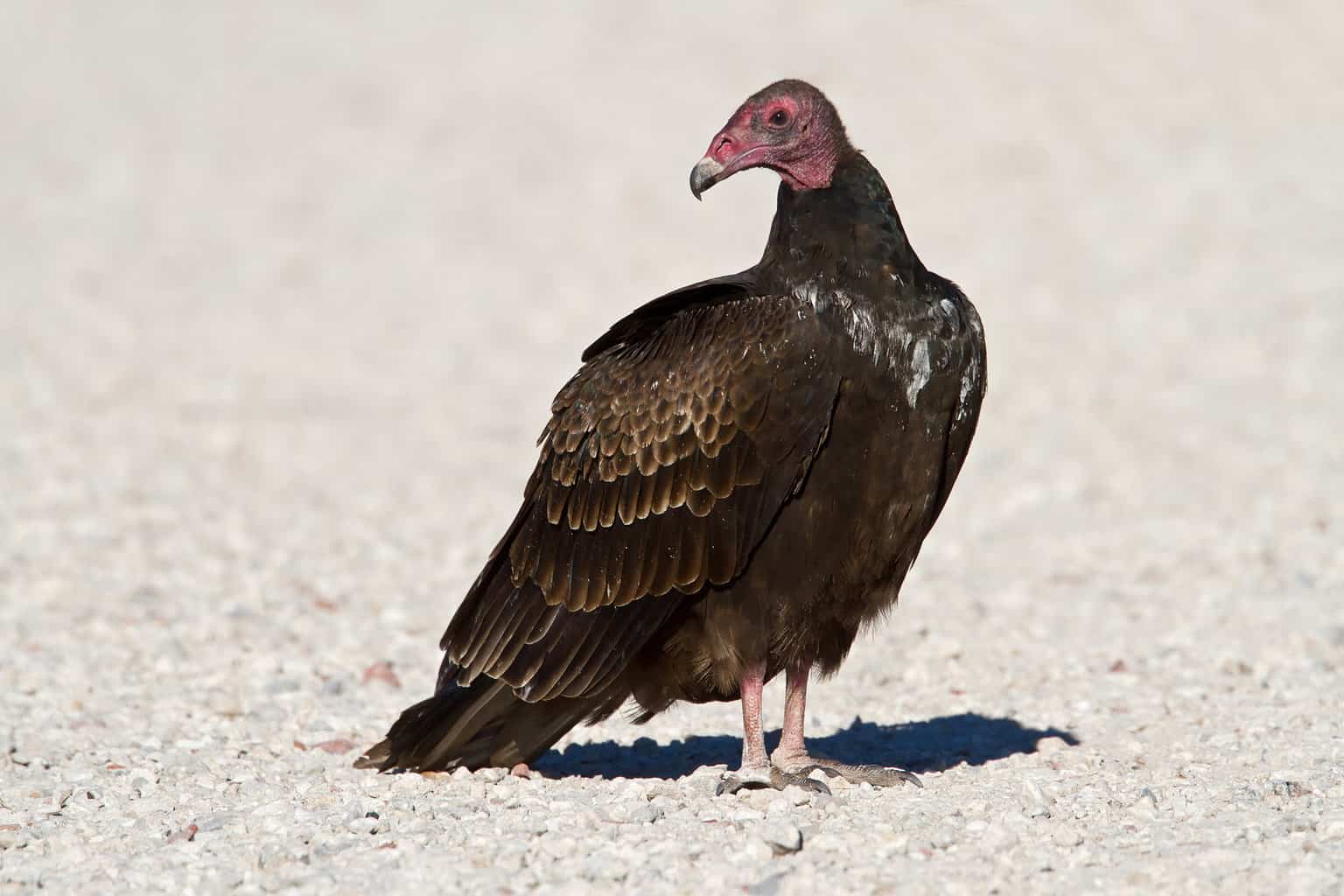 ¿Cómo se llama un grupo de pájaros? No es solo un rebaño