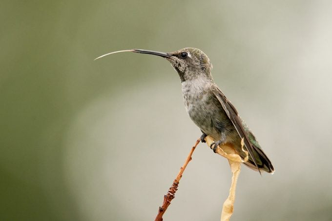 ¿Cómo usan los colibríes sus lenguas y picos?