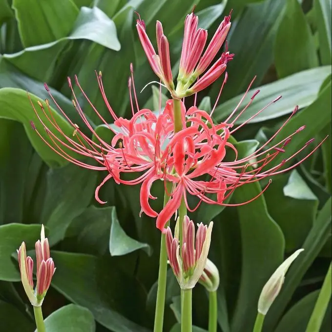 ¿Cuándo florece un bulbo de lirio araña roja?