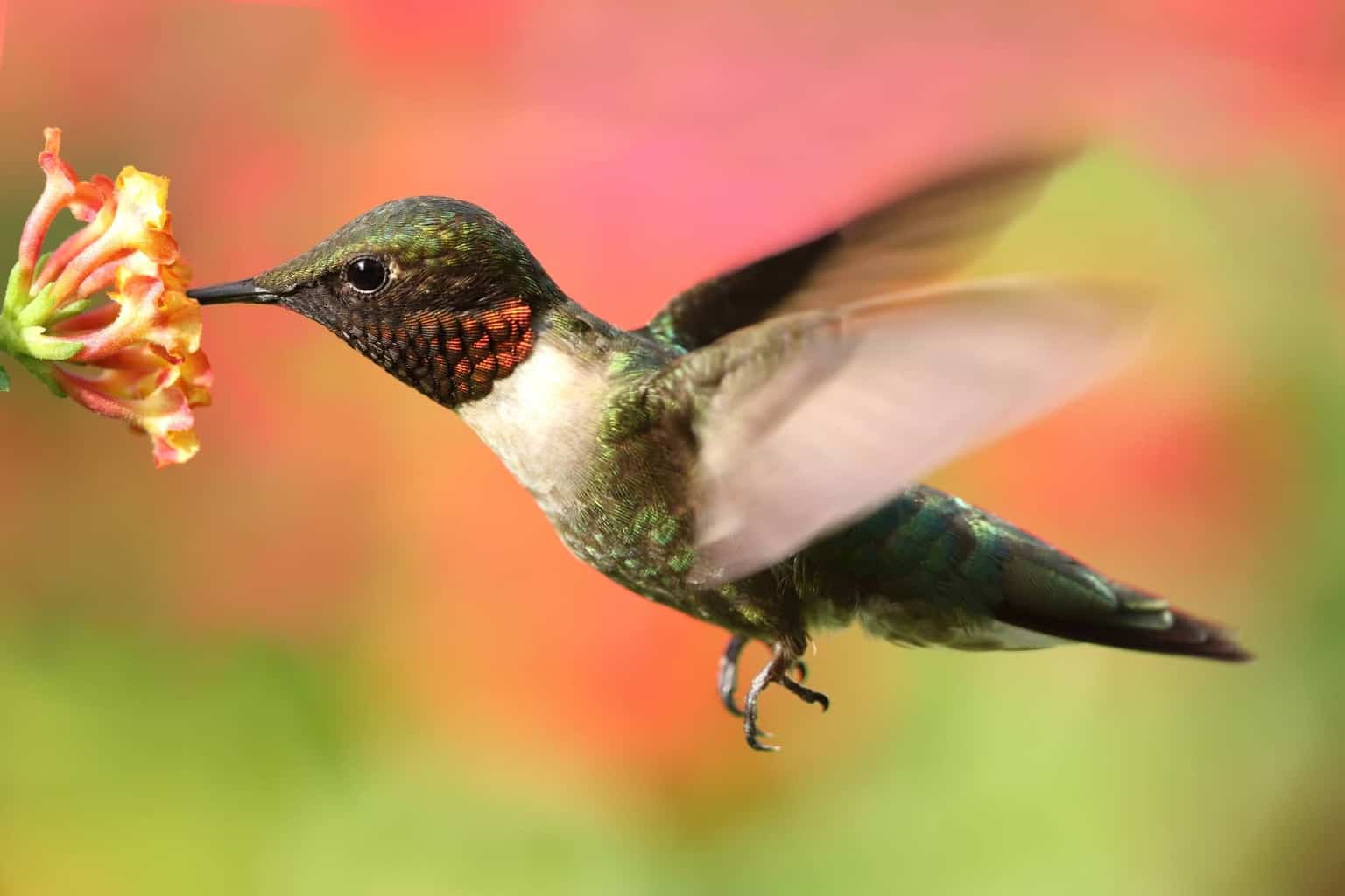 ¿Cuándo llegan y salen los colibríes de Nueva Jersey?