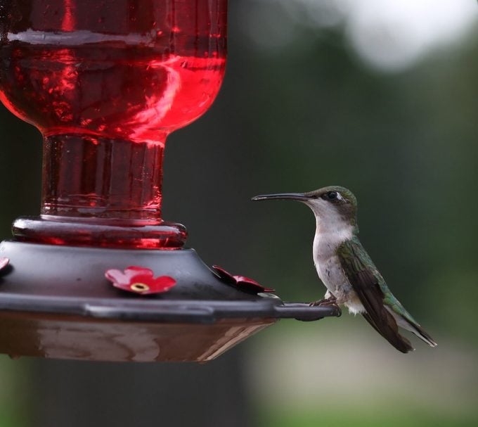 ¿Cuánto pesa un colibrí?