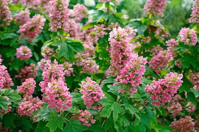 ¿La hortensia no florece? Esto es lo que debe hacer