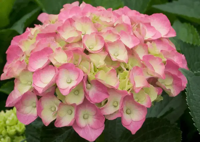 ¿La hortensia no florece? Esto es lo que debe hacer