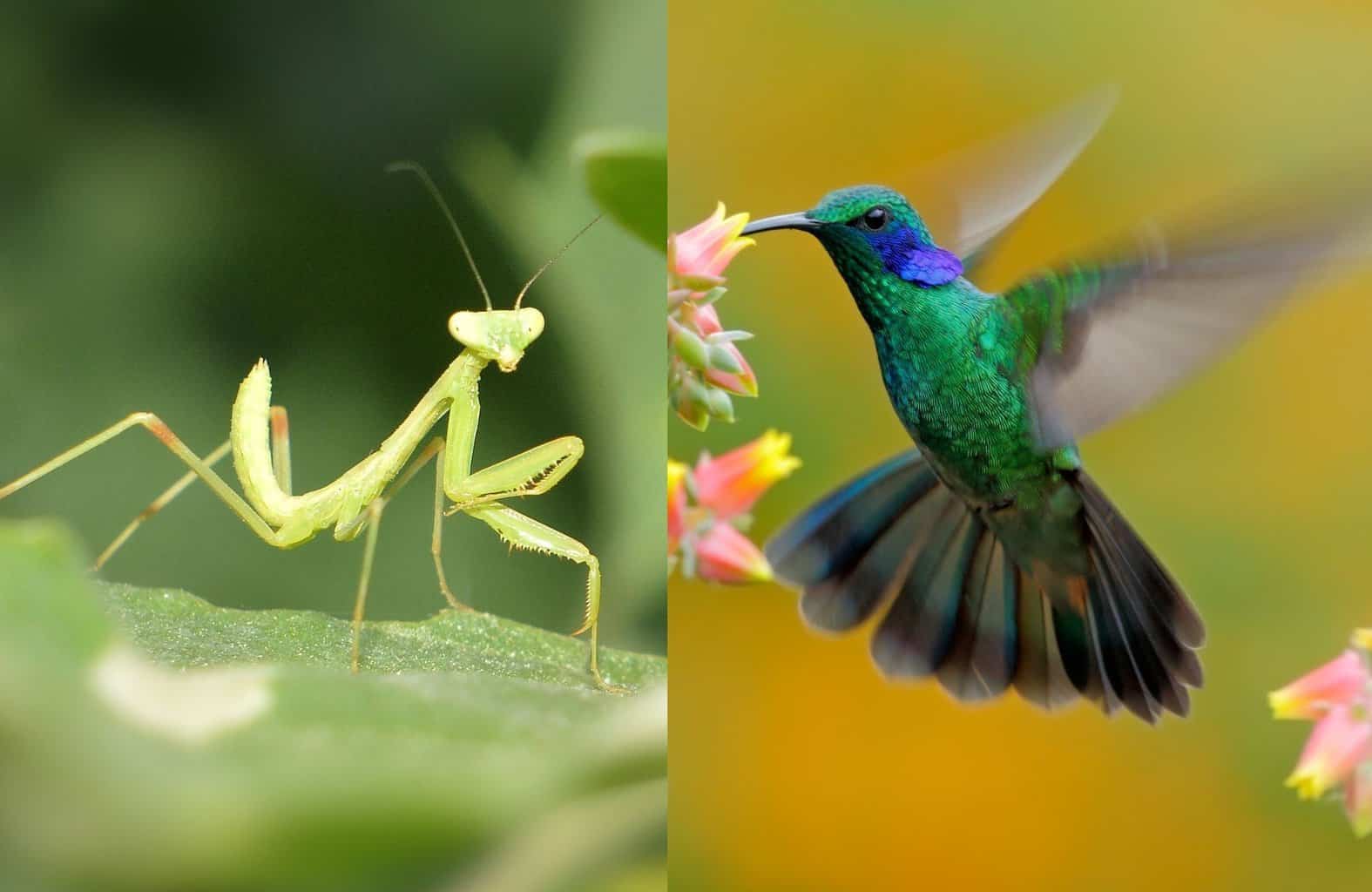 ¿La mantis religiosa mata a los colibríes? Un depredador único