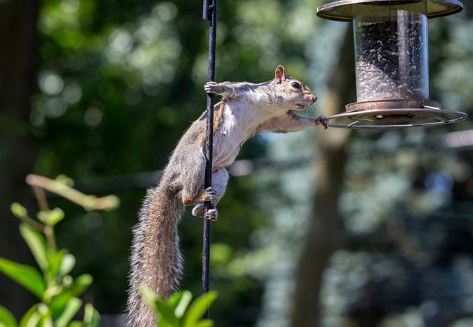 ¿La semilla de ají picante es segura para las aves?