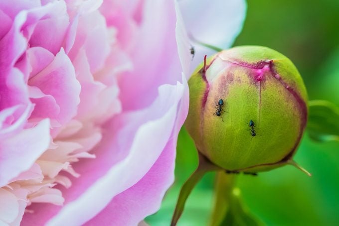 ¿Las peonías necesitan hormigas para florecer?