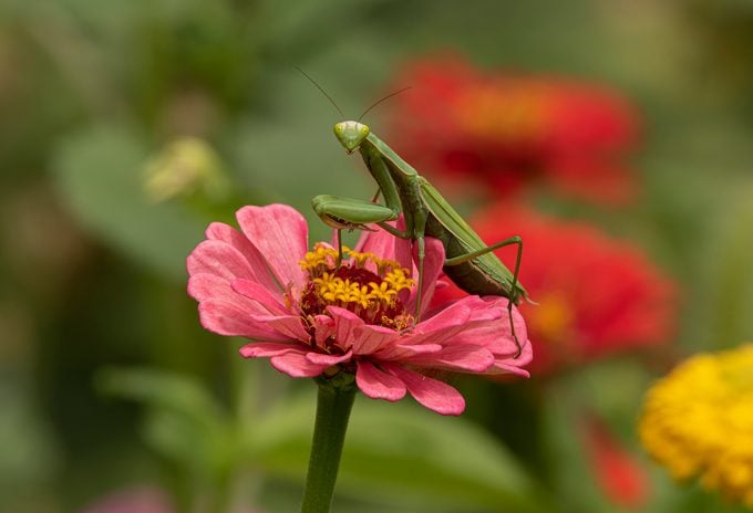 ¿Los avistamientos de mantis religiosa tienen significado?