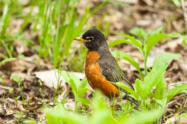 ¿Los avistamientos de pájaros petirrojos tienen significado?