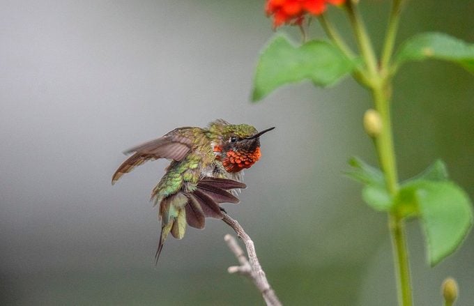 ¿Los colibríes son territoriales en comederos y flores?