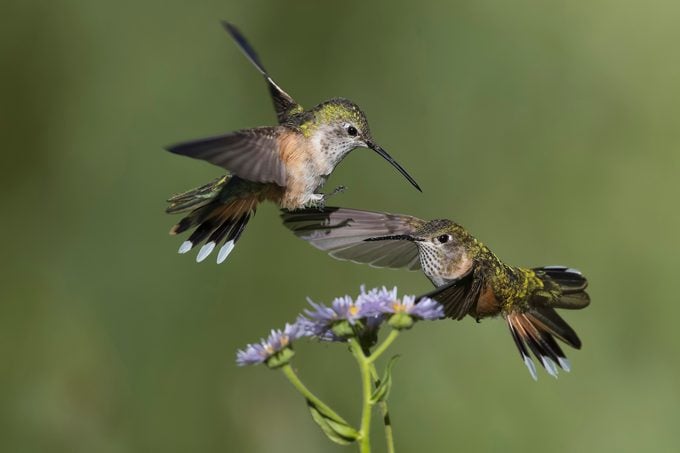 ¿Los colibríes son territoriales en comederos y flores?