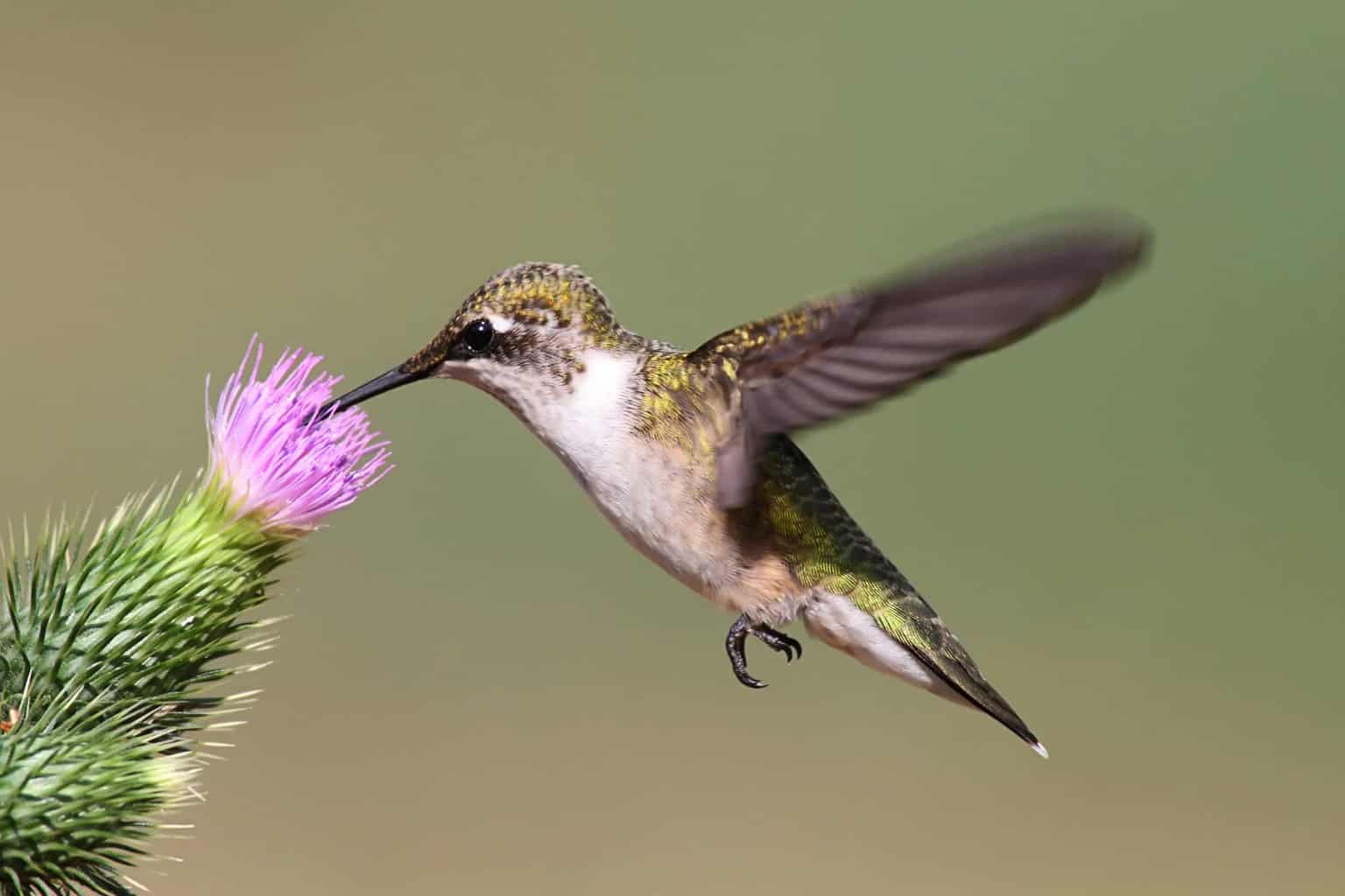 ¿Los colibríes tienen patas? Todo lo que necesitas saber