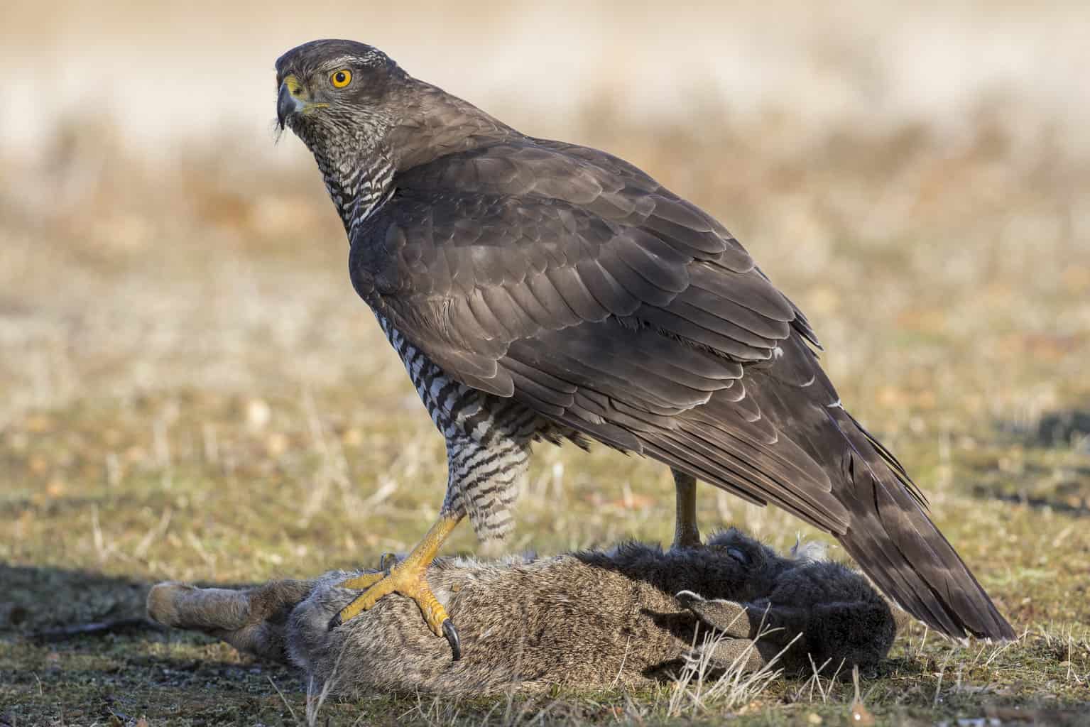 ¿Los halcones comen conejos? Una guía para los halcones amantes de los conejos